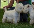 West Highland White Terrier