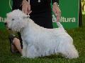 West Highland White Terrier