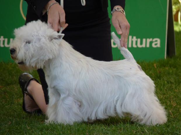 West Highland White Terrier