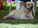Cães