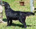 Flat-Coated Retriever