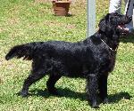 Cães