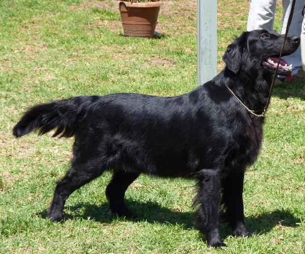 Flat-Coated Retriever