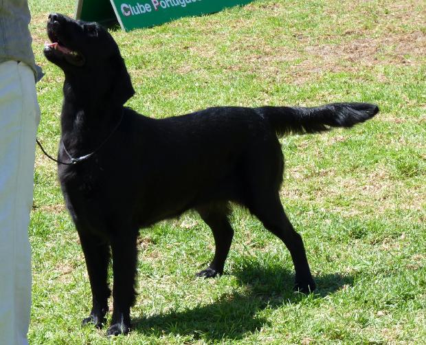 Flat-Coated Retriever