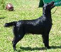 Flat-Coated Retriever