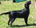 Flat-Coated Retriever