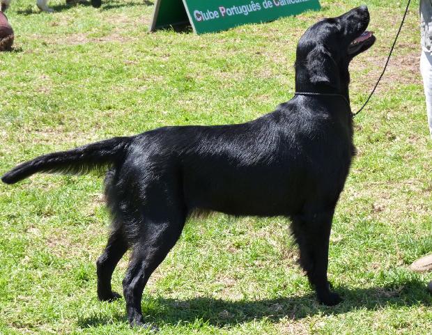Flat-Coated Retriever