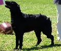 Flat-Coated Retriever