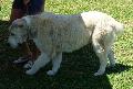 Cão de Pastor da Ásia Central