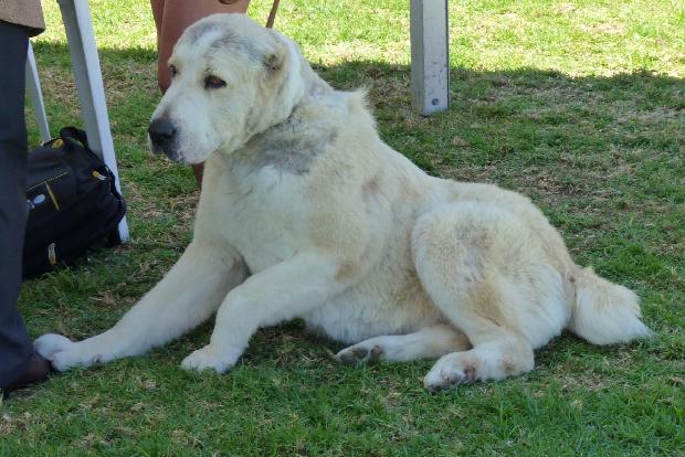 Cão de Pastor da Ásia Central