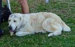 Cães