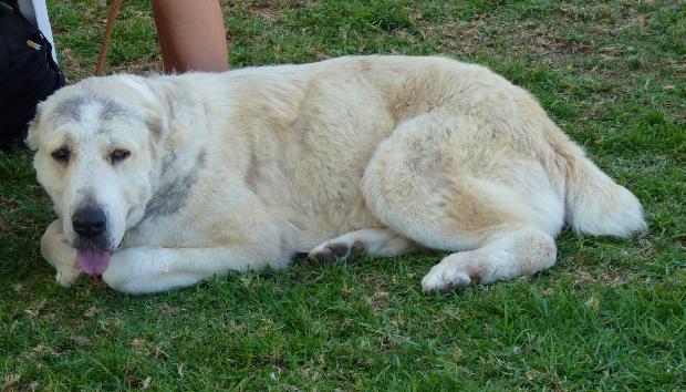 Cão de Pastor da Ásia Central