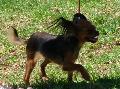 Pequeno Cão Russo