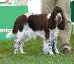 Cães