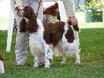 Cães
