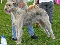 Galgo Irlandês
