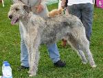 Cães