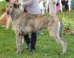 Cães