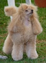 Cães