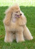 Caniche Médio