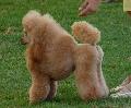 Caniche Médio