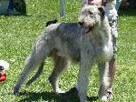 Cães