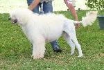 Cães