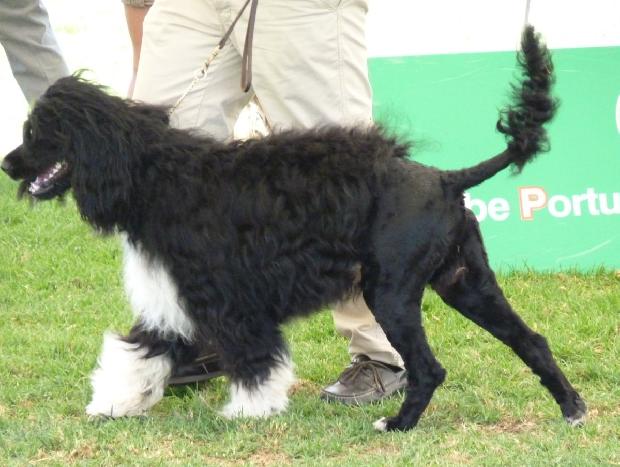 Cão de Água Português