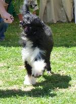 Cães