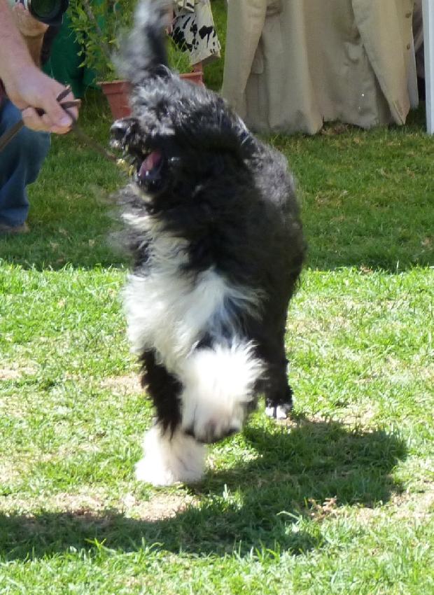 Cão de Água Português