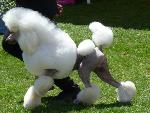 Cães