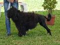 Cão de Água Português