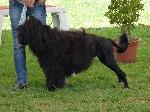 Cães