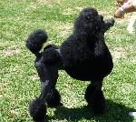 Cães