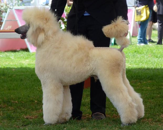 Caniche Grande