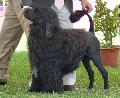 Cão de Água Português