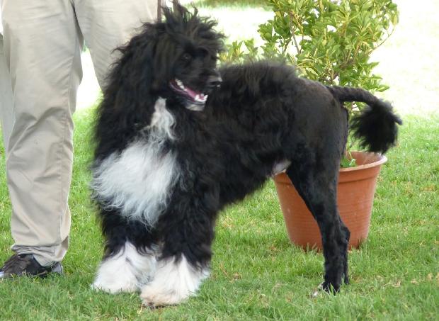 Cão de Água Português