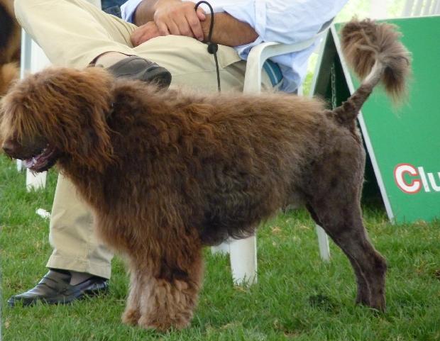 Cão de Água Português