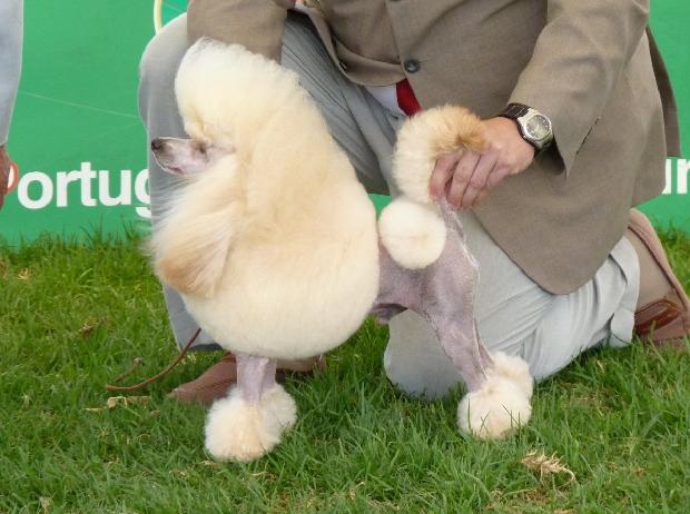 Caniche