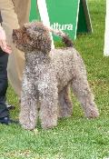 Lagotto Romagnolo