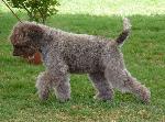 Cães