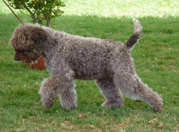 Lagotto Romagnolo