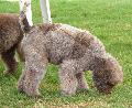 Lagotto Romagnolo