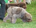 Lagotto Romagnolo