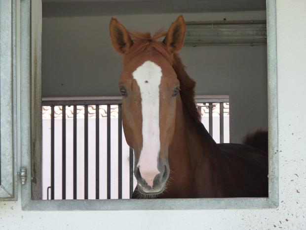 Cavalo