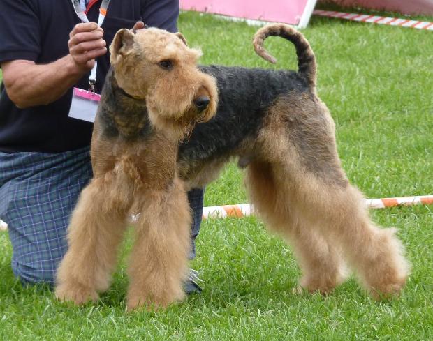 Airedale Terrier