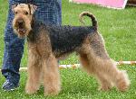 Cães