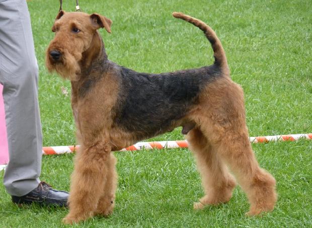 Airedale Terrier