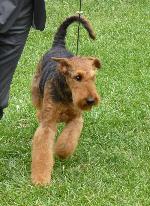 Airedale Terrier