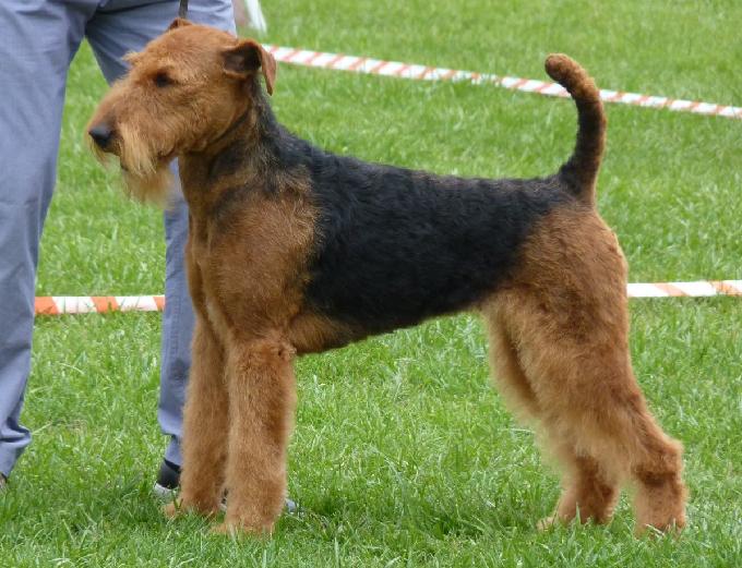 Airedale Terrier
